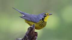 3: Canada Warbler 0C3_0363