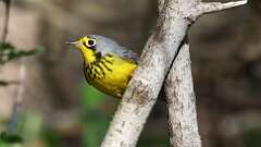 4: Canada Warbler 0C3_0457
