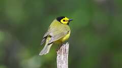 7: Hooded Warbler 0C3_0149
