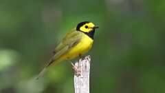 8: Hooded Warbler 0C3_0190