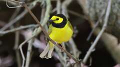 9: Hooded Warbler 0C3_0247