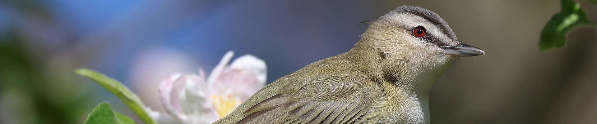 Click to show or hide the buttons