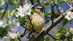 1: Cedar Waxwing 0C3_0103