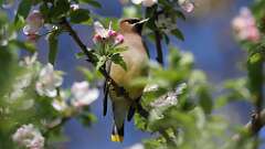 2: Cedar Waxwing 0C3_0172