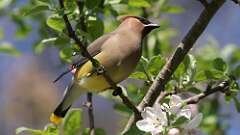 3: Cedar Waxwing 0C3_0229