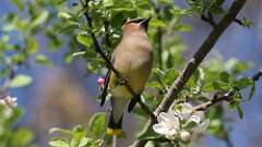 4: Cedar Waxwing 0C3_0235
