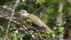 5: Red-eyed Vireo 0C3_0019