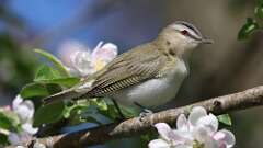 6: Red-eyed Vireo 0C3_0578