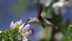 7: Ruby-throated Hummingbird 0C3_0140