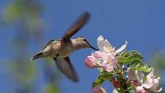8: Ruby-throated Hummingbird 0C3_0308