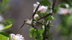 9: Ruby-throated Hummingbird 0C3_0440