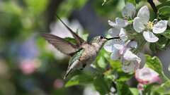 10: Ruby-throated Hummingbird 0C3_0501