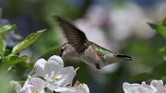 11: Ruby-throated Hummingbird 0C3_0617