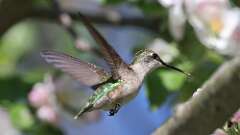 12: Ruby-throated Hummingbird 0C3_0661