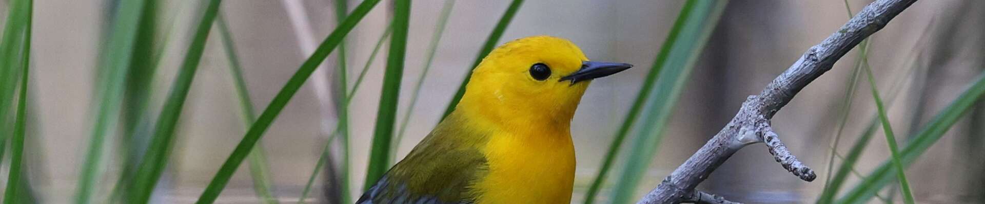 Click to show or hide the buttons