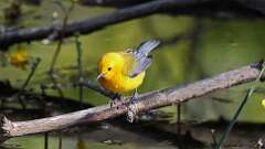 5: Prothonotary Warbler 0C3_0814