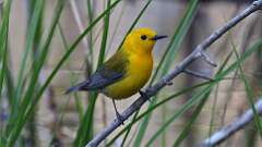 1: Prothonotary Warbler 0C3_0841