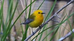 4: Prothonotary Warbler 0C3_0856