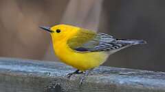 2: Prothonotary Warbler 0C3_1006