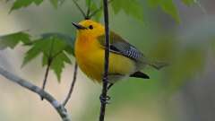 3: Prothonotary Warbler 0C3_1033