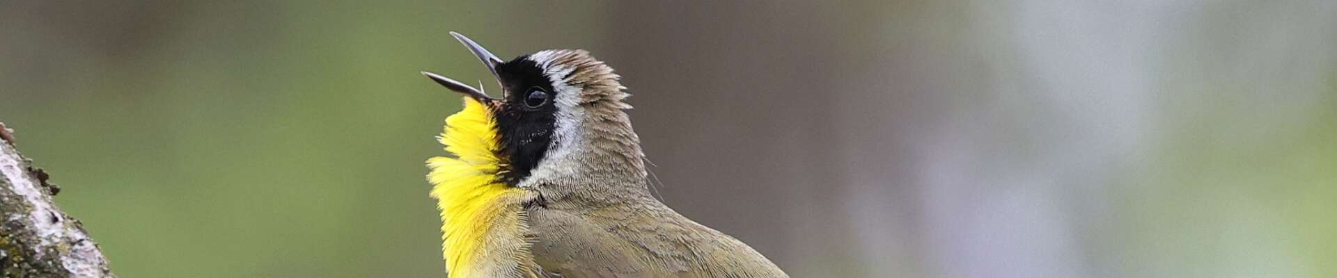 Click to show or hide the buttons