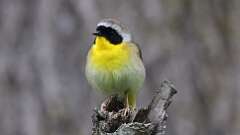 2: Common Yellowthroat 0C3_0475