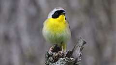 3: Common Yellowthroat 0C3_0478