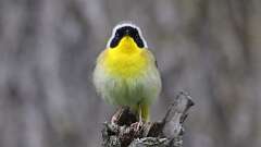 4: Common Yellowthroat 0C3_0490