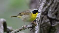 5: Common Yellowthroat 0C3_0565