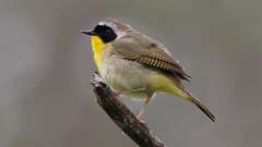 6: Common Yellowthroat 0C3_0619