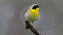7: Common Yellowthroat 0C3_0628