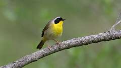 8: Common Yellowthroat 0C3_0790