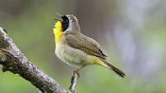 1: Common Yellowthroat 0C3_1551