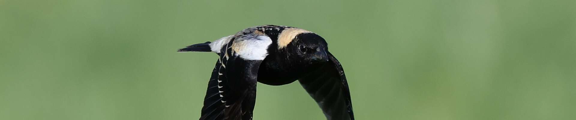 Click to show or hide the buttons