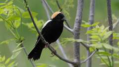 16: Bobolink 0C3_0308