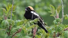17: Bobolink 0C3_0402