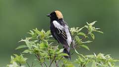 18: Bobolink 0C3_0499