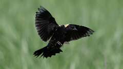 2: Bobolink 0C3_0738