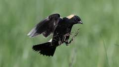 3: Bobolink 0C3_0739