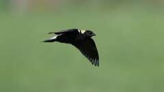 4: Bobolink 0C3_0752