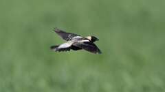 5: Bobolink 0C3_0813