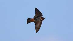 15: Cliff Swallow 0C3_0992