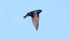 6: Purple Martin 0C3_1473
