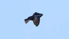 7: Purple Martin 0C3_1477