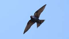 8: Purple Martin 0C3_1524