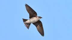 9: Purple Martin 0C3_1954