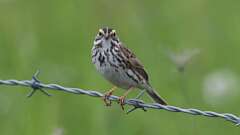 10: Savannah Sparrow 0C3_0601