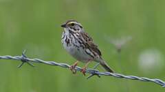 11: Savannah Sparrow 0C3_0604