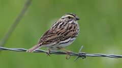 12: Savannah Sparrow 0C3_0622