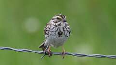 13: Savannah Sparrow 0C3_0631